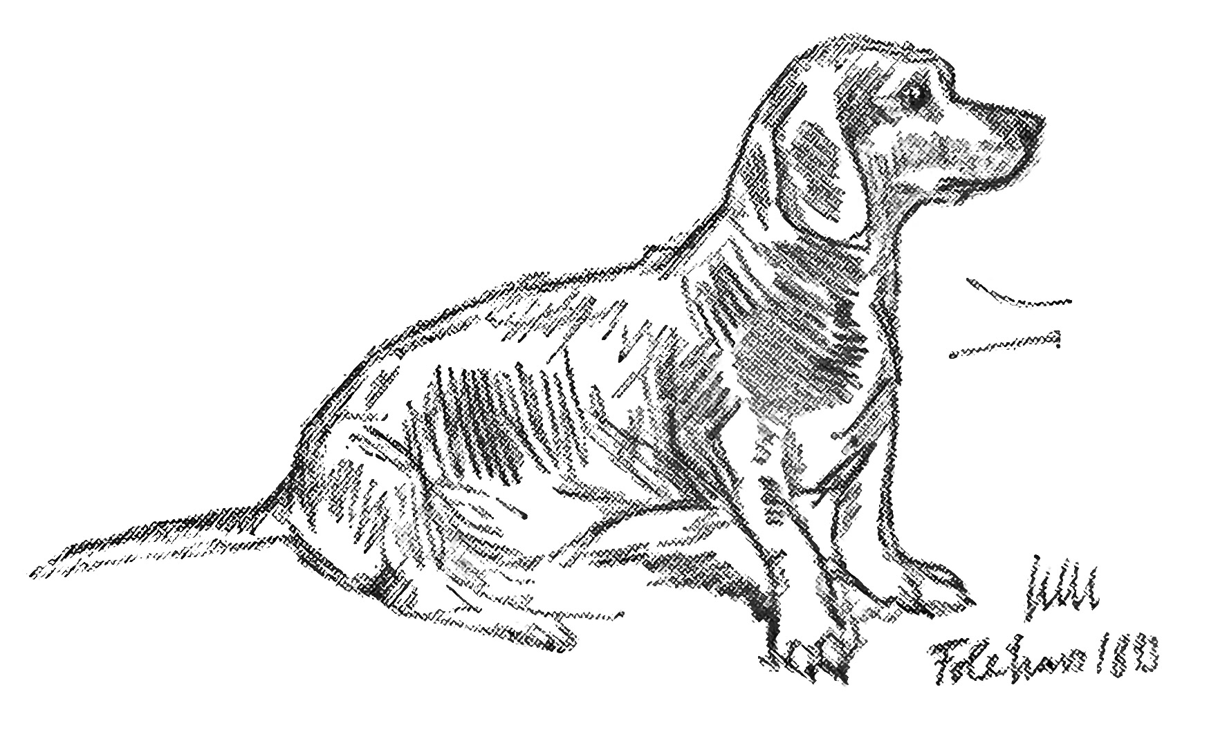 Billede relateret til jagttegnskursus